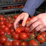 Gratis Tomaten in Bergen op Zoom